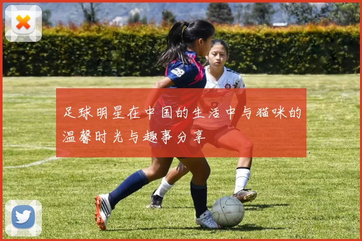 足球明星在中国的生活中与猫咪的温馨时光与趣事分享